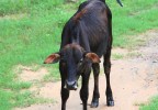 Sri Lanka 43