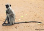 Sri Lanka 44