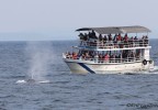 Sri Lanka 8