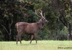 Sri Lanka 9