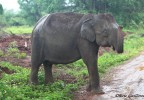 Sri Lanka 11