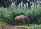 Sri Lanka 12