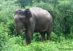 Sri Lanka 13