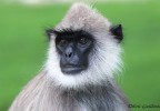 Sri Lanka 16