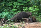 Sri Lanka 19