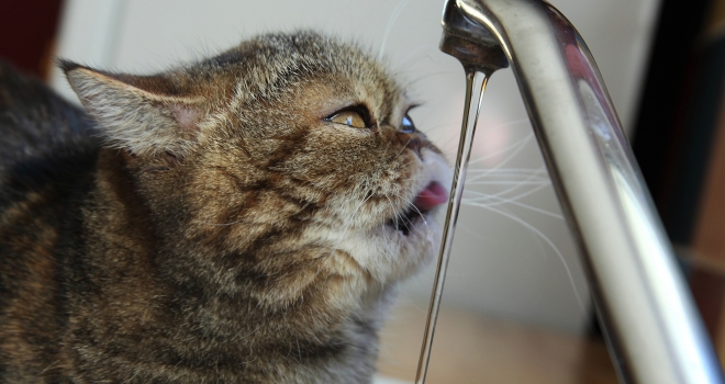 Chat robinet Chat robinet