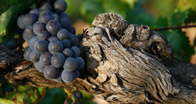 Vigne Provence