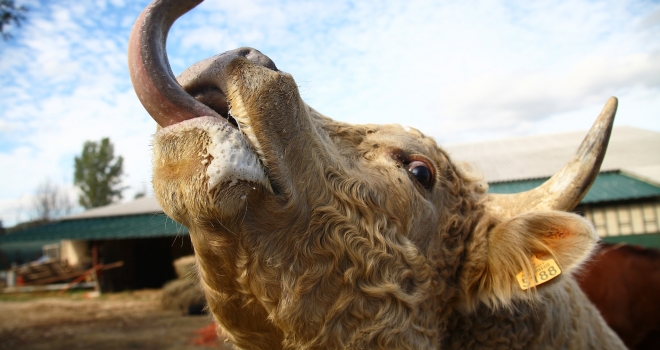 Vache tirant la langue Vache tirant la langue