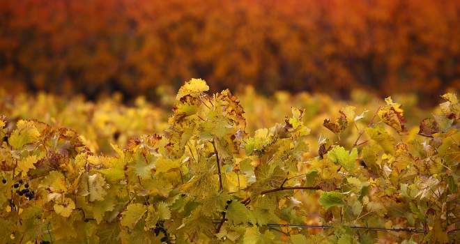 Vignes en automne Vaucluse