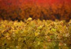 Vignes en automne Vaucluse