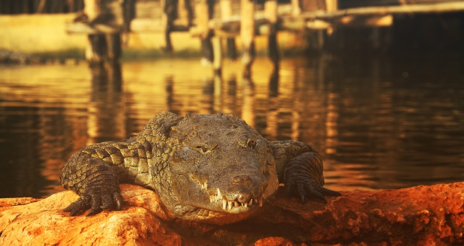 Crocodile Pierrelatte