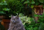 Chat dans un jardin