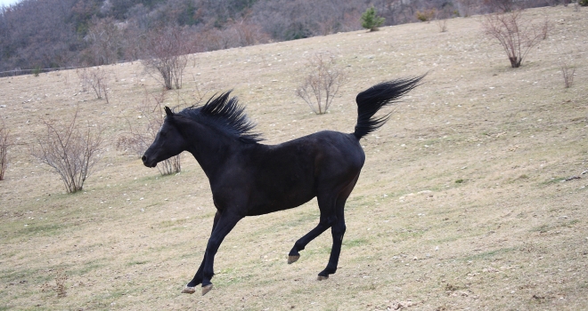 Cheval au galop Cheval au galop