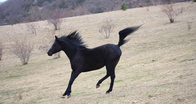 Cheval au galop