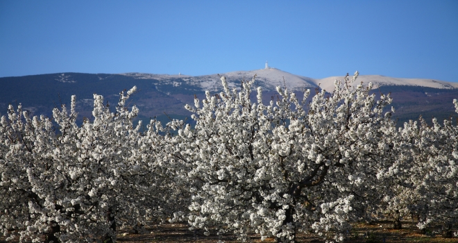 Cerisiers en fleurs au printemps Vaucluse