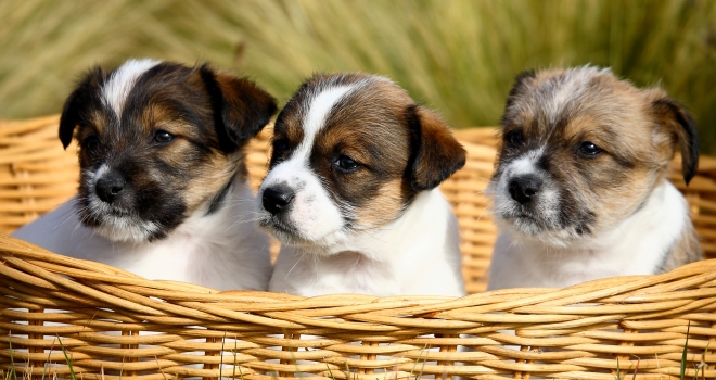 Chiots dans un panier Chiots dans un panier