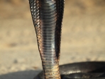 Cobra royal Djerba Tunisie