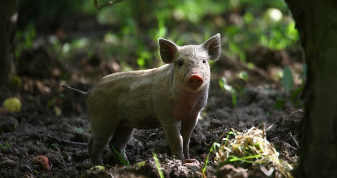 Cochon dans un sous bois Cochon dans un sous bois