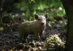 Cochon dans un sous bois