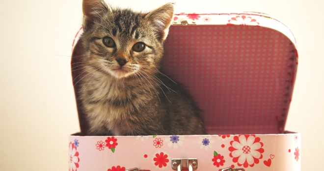 Chat dans une boite