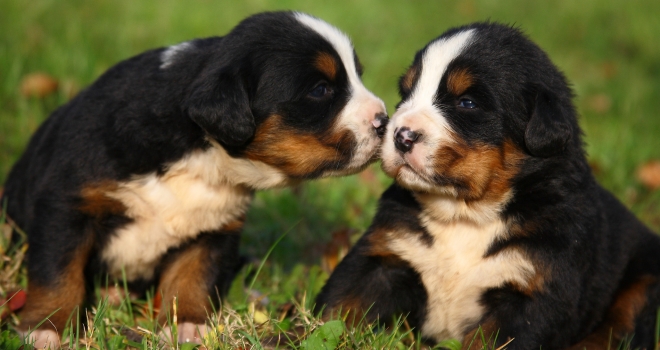 Chiots dans un jardin Chiots dans un jardin