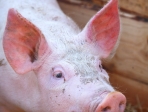 Portrait de cochon