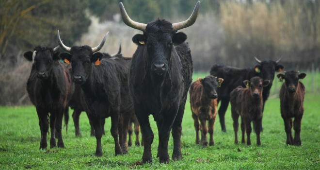 Vaches camarguaises Vaches camarguaises