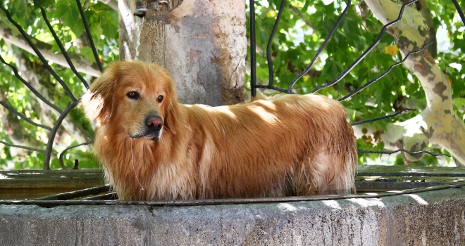 Chien dans une fontaine Chien dans une fontaine