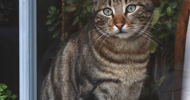 Chat derrière une fenêtre Chat derrière une fenêtre