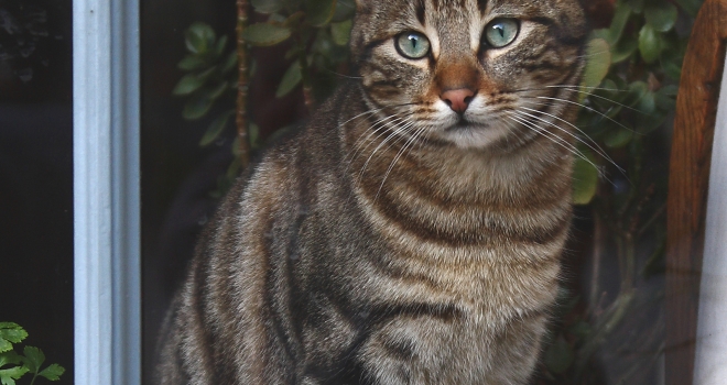 Chat derrière une fenêtre