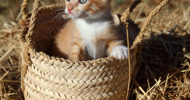 chaton dans un panier chaton dans un panier