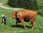 vache et chien de berger