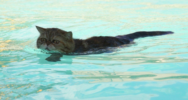 chat dans une piscine