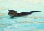 chat dans une piscine