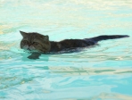 chat dans une piscine