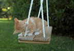 chaton sur une balançoire