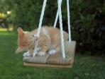 chaton sur une balançoire