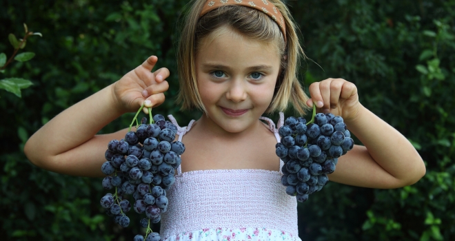 fillette et raisin fillette et raisin