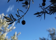 olives 2