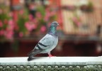Pigeon Bizet Sienne Italie
