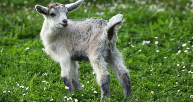 Agneau toscane Agneau toscane