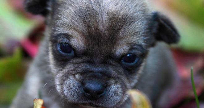 bébé chihuahua 2 bébé chihuahua 2