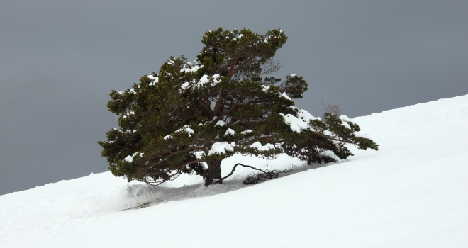 arbre au mont ventoux