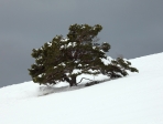 arbre au mont ventoux