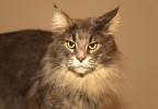 chat maine coon