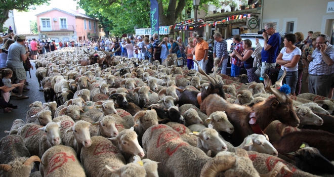 Transhumance Bedoin 2016 10 Transhumance Bedoin 2016 10