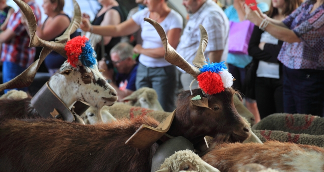 Transhumance Bedoin 2016 12 Transhumance Bedoin 2016 12