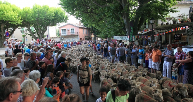 Transhumance Bedoin 2016 19 Transhumance Bedoin 2016 19