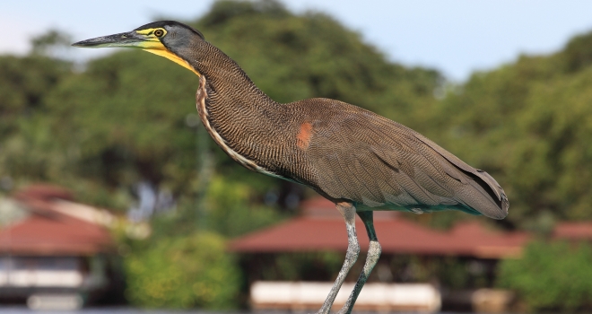 Costa Rica 46 Costa Rica 46