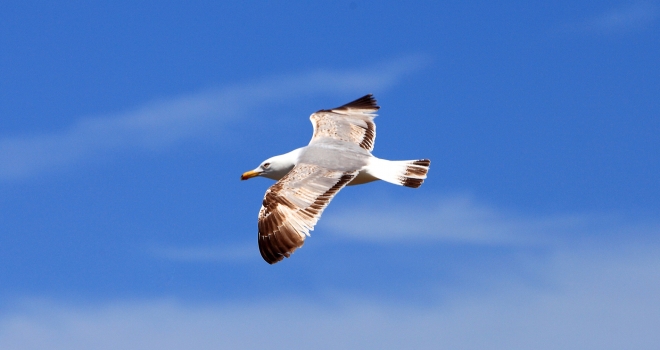 Santorin 14 Santorin 14